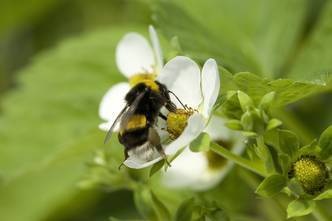 L'entreprise cavaillonnaise qui a mis les insectes dans sa poche | Vari&eacute;t&eacute;s entomologiques | Scoop.it