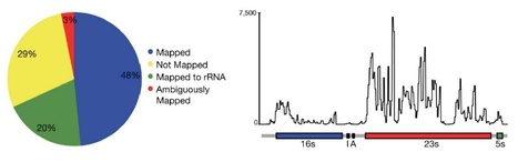 Genes: RNA-Seq for Plant Pathogenic Bacteria | Plant Pathogenomics | Scoop.it