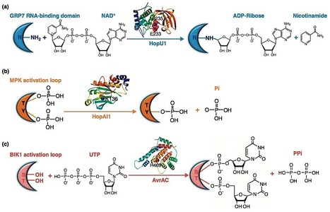 Current Opinion in Plant Biology: Plant–bacterial pathogen interactions mediated by type III effectors (2012) | Plants and Microbes | Scoop.it