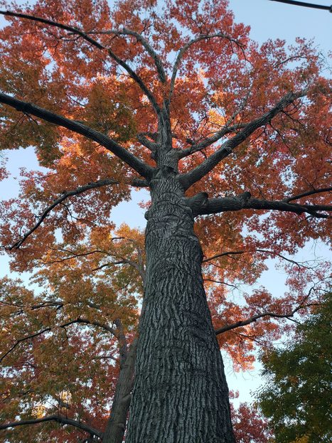 Staring at trees | Education & Teaching | Scoop.it