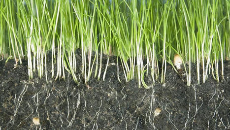 Les champignons du sol | Biodiversit&eacute; | Scoop.it