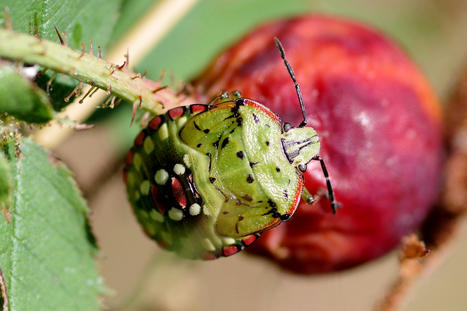 Les virus pathogènes d’arthropodes pourraient constituer un grand réservoir d’auxiliaires pour l’agriculture | EntomoNews | Scoop.it