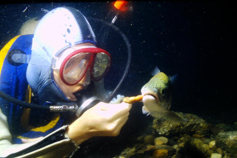 I Speak for the Fish: Hand-feeding a rainbow trout is fun, but is it ethical? | Soggy Science | Scoop.it