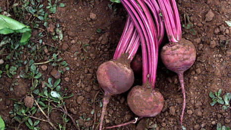 'Legal blood doping': a juice to help beet your best | Physical and Mental Health - Exercise, Fitness and Activity | Scoop.it