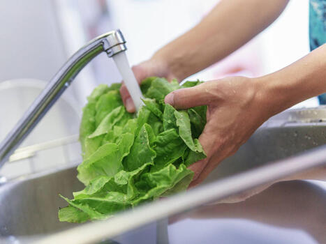 Fabrican la primera lechuga de la historia que sabe a carne y es igual de nutritiva | Mi Caj&oacute;n de Ideas | Scoop.it