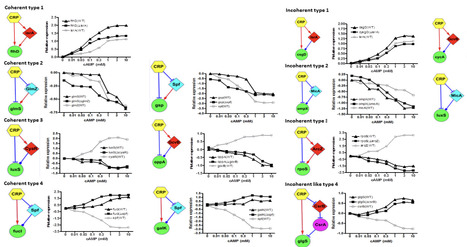 Modulation of signal response by small RNAs through feed-forward loops | brvm | RMH | Scoop.it