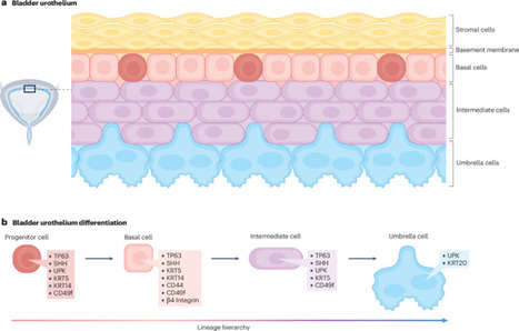 Mechanisms and implications of epithelial cell plasticity in the bladder | Nature Reviews Urology | Mucosal Immunity | Scoop.it