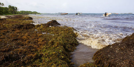 Les algues sargasses, nouveau fléau des Antilles | Biodiversité | Scoop.it