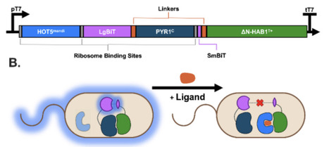 Design of post-translational, ligand-controlled inverters and switches | brvbe | RMH | Scoop.it