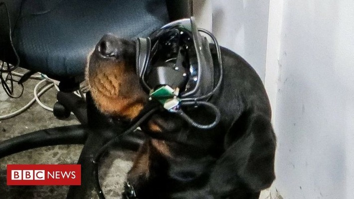 Remote control for dogs: US Army trials augmented reality goggles for dogs - is this the killer use case for #AR? | WHY IT MATTERS: Digital Transformation | Scoop.it