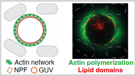 Une plateforme microfluidique pour décrypter le dialogue entre membranes et cytosquelette | Life Sciences Université Paris-Saclay | Scoop.it