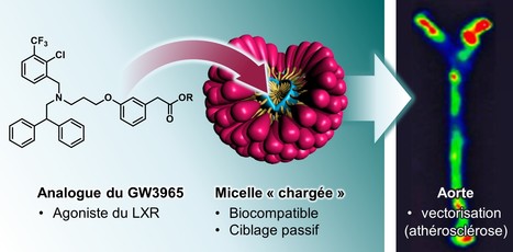 Vectorisation par des micelles d'agonistes du LXR vers les lésions athérosclérotiques | Life Sciences Université Paris-Saclay | Scoop.it