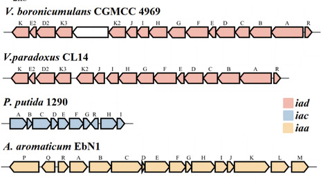 Response and degradation of indole-3-aceticacid by the plant growth-promoting rhizobacteria Variovorax boronicumulans | Amb | RMH | Scoop.it