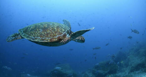 Nations ratify the world's first treaty to protect international waters | Coastal Restoration | Scoop.it