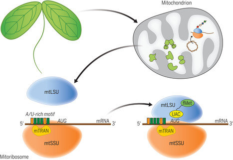 An mTRAN-mRNA interaction mediates mitochondrial translation initiation in plants (O. Van Aken -Lund- and coll SPS IJPB and IPS2) | Plant Sciences | Scoop.it