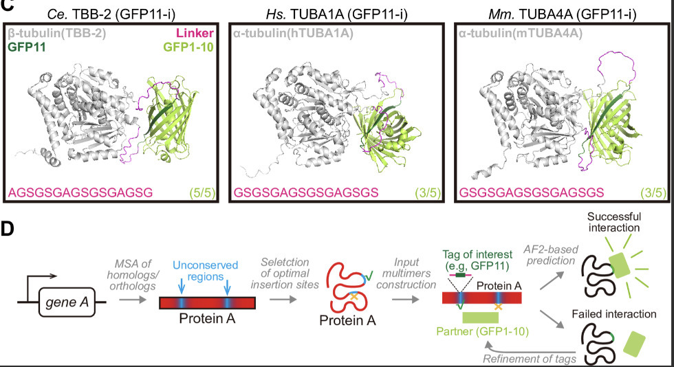 AlphaFold2-guided engineering of split-GFP tech...