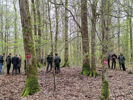 ForDiL : apprendre la sylviculture m&eacute;lang&eacute;e &agrave; couvert continu sur le terrain | Formation : Innovations et EdTech | Scoop.it
