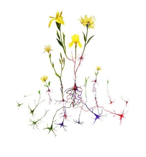 El aprendizaje de una nueva habilidad modifica el cerebro | Educación, TIC y ecología | Scoop.it