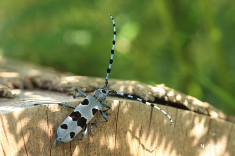 Affichage des données naturalistes de l’ONF | Variétés entomologiques | Scoop.it