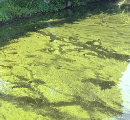 MA: Cyanotoxin alert issued for Mashpee and Harwich ponds | by Grady Culhane | CapeCod.com | @The Convergence of ICT, the Environment, Climate Change, EV and HEV Transportation & Distributed Renewable Energy | Scoop.it