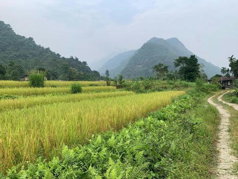 BHUTAN: SRI Project Visit in Marangdut | SRI Global News ++ June - September 2025    System of Rice Intensification (SRI) | Scoop.it