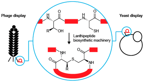 Development and Application of Yeast and Phage Display of Diverse Lanthipeptides | RMH | Scoop.it