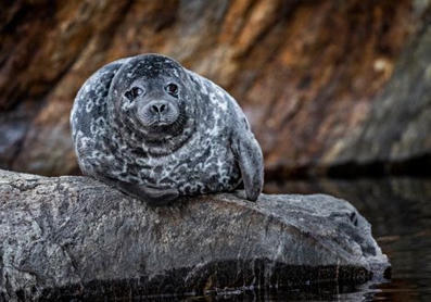 Ministerien eripura j&auml;tti saimaannorpan suojattomaksi: Verkkoja on jo vedess&auml; | HS.fi | 1Uutiset - Lukemisen t&auml;hden | Scoop.it