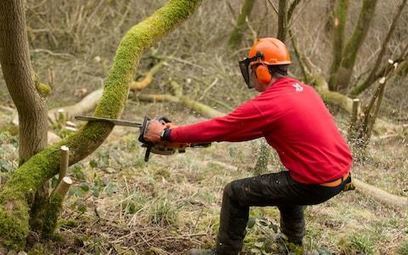 BBC criticised for encouraging gardeners to plant foreign trees that could spread disease  | OLIVE NEWS | Scoop.it