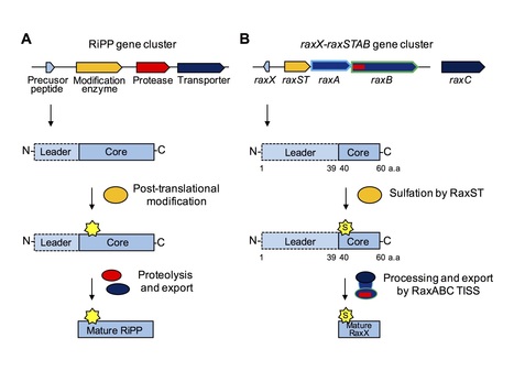 bioRxiv: Sulfated RaxX, which represents an unclassified group of ribosomally synthesized post-translationally modified peptides, binds a host immune receptor (2018) | Plants and Microbes | Scoop.it