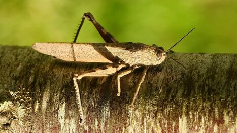 "Nous avons bien cru avoir une hallucination" : une nouvelle esp&egrave;ce recens&eacute;e par l&rsquo;association Indre Nature | Vari&eacute;t&eacute;s entomologiques | Scoop.it
