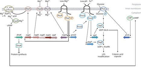 Mg2+, ATP, and the Control of Bacterial Metabolism | anR | RMH | Scoop.it