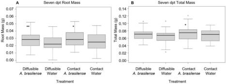 Diffusible signals from Azospirillum brasilense promote rice growth and induce distinct gene expression changes in plant roots | Plant-Microbe Symbiosis | Scoop.it