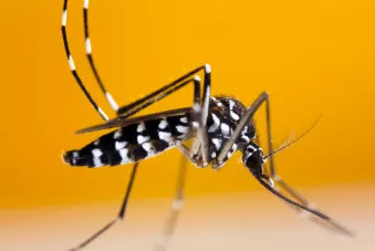 Moustique-tigre : la vigilance reste de mise | EntomoNews | Scoop.it