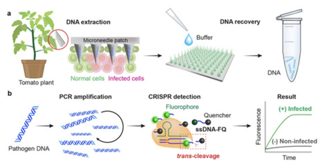 Microneedle-Assisted CRISPR Biosensing Platform for Presymptomatic Detection of Plant Diseases | acs | RMH | Scoop.it