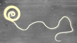 Scientists aim to treat autoimmune diseases with worm-based therapy | scitechno | Scoop.it