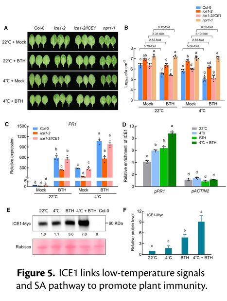 INDUCER OF CBF EXPRESSION 1 promotes cold-enhanced immunity by directly activating salicylic acid signaling | Plant hormones (Literature sources on phytohormones and plant signalling) | Scoop.it