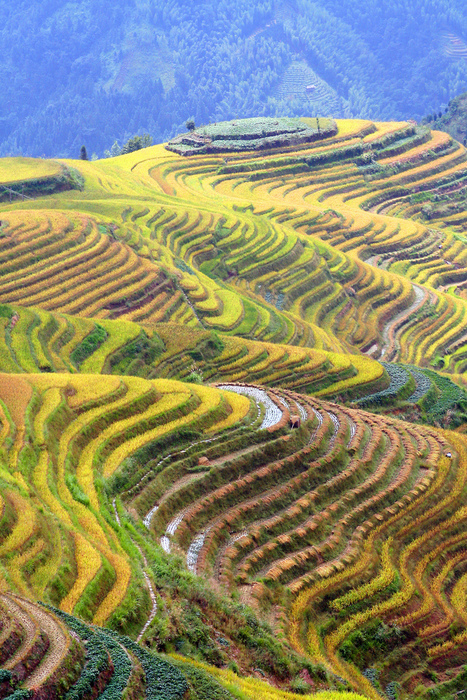 The Amazing Longsheng Rice Terraces | [THE COOL STUFF] | Scoop.it