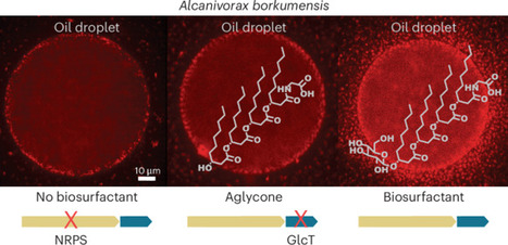 Biosurfactant biosynthesis by Alcanivorax borkumensis and its role in oil biodegradation | Ncb | RMH | Scoop.it