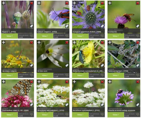 Votez pour le Défi photo autour de la thématique "Duo sauvage : flore et faune" | Variétés entomologiques | Scoop.it