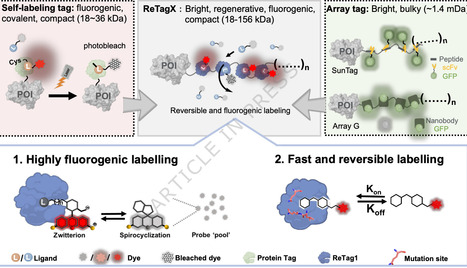 A bright and regenerative array tag with fluorogenic ligands for long-term live-cell nanoscopy and single-molecule tracking | Ncm | RMH | Scoop.it