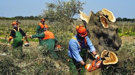 Catastrophe oléicole en Italie, inquiétude en France | Les Colocs du jardin | Scoop.it