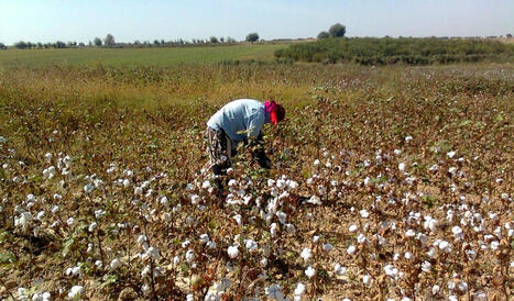 INDIA: Cotton conundrum - when policy turns farmers into casualties | ASIES | Scoop.it