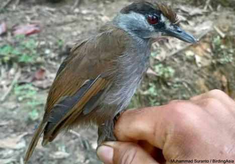 L’Akalat à sourcils noirs a été redécouvert à Bornéo en 2020, après plus de 170 ans sans données | Histoires Naturelles | Scoop.it