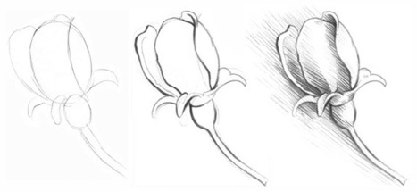 Drawing a Rosebud | Drawing and Painting Tutorials | Scoop.it