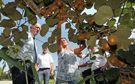 Le kiwi vitamine l’agriculture landaise | Landes | Scoop.it