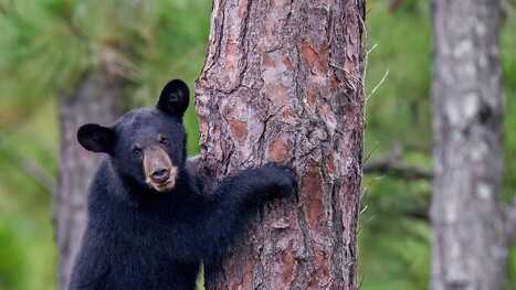 Black bear cubs released back to the mountains after rehabilitation | Industry 411 - Waste Management | Scoop.it