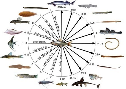 Université Toulouse III - Paul Sabatier - La forte diversité morphologique des poissons d’eau douce enfin révélée | Biodiversité | Scoop.it