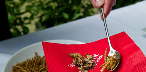 Manger des insectes pour r&eacute;concilier l&rsquo;humain et la nature | Actualit&eacute;s de l'&eacute;levage | Scoop.it