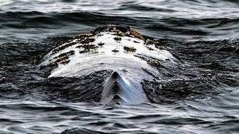 Whale-watchers delight in seeing pod of 23 off Rancho Palos Verdes | Merveilles - Marvels | Scoop.it