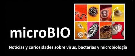 microBIO: Noticias y curiosidades sobre virus, bacterias y microbios | Educación Siglo XXI, Economía 4.0 | Scoop.it